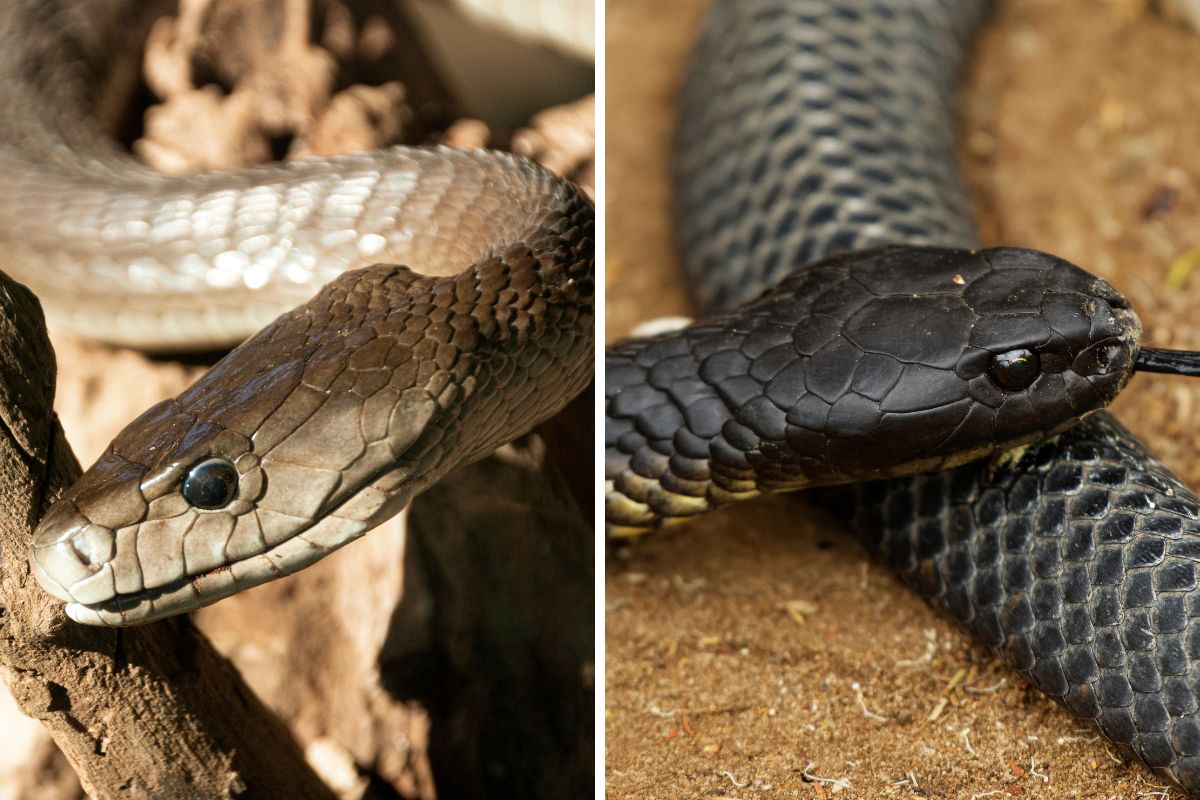 serpenti più velenosi