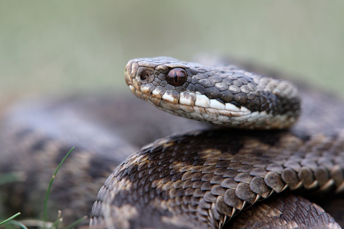 serpenti velenosi