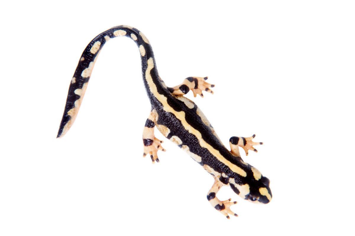 salamandre rare