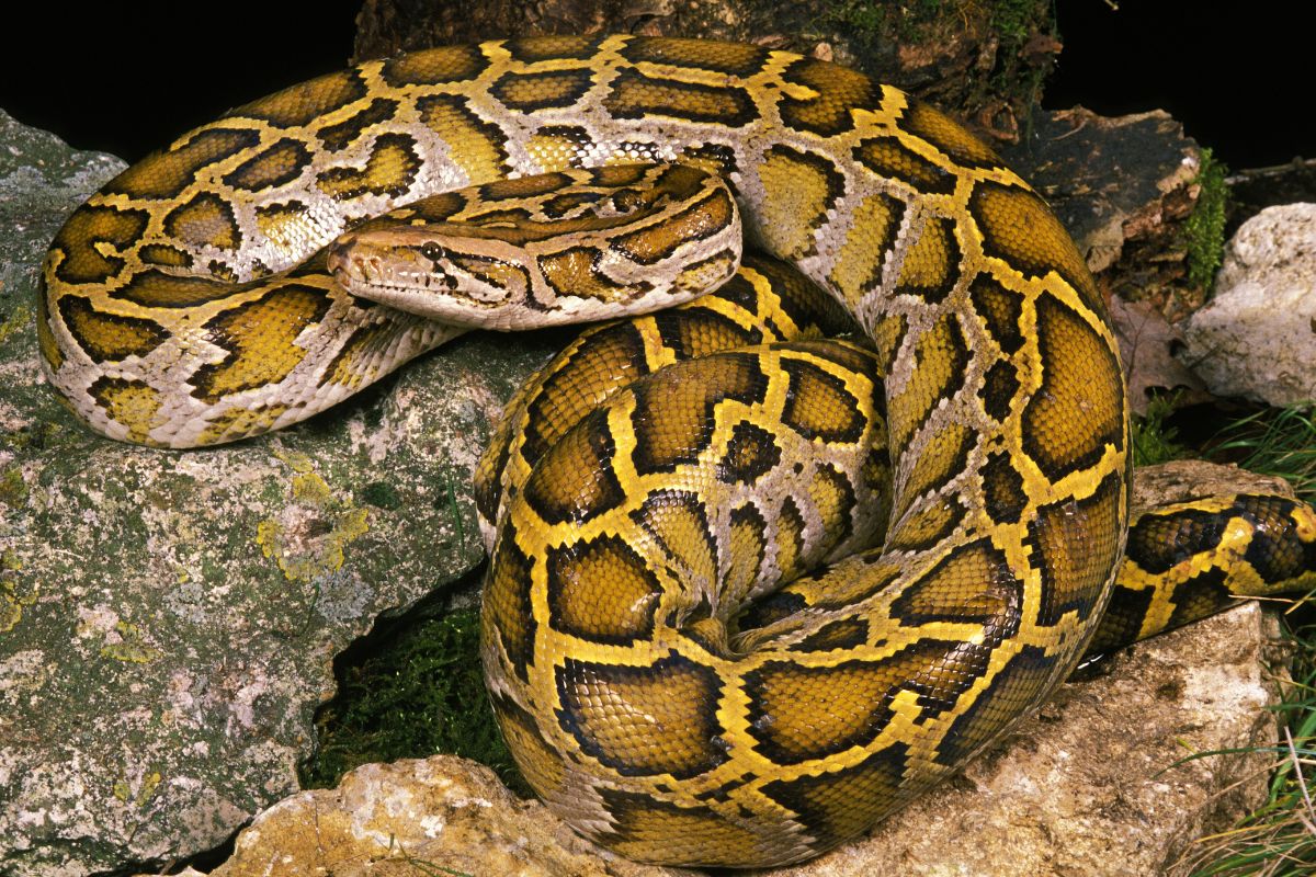 serpente pitone moluro
