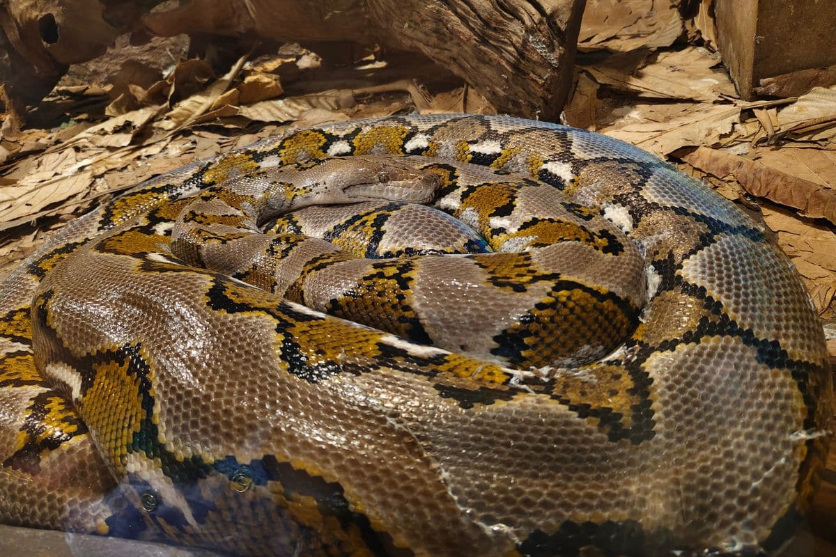serpenti giganti