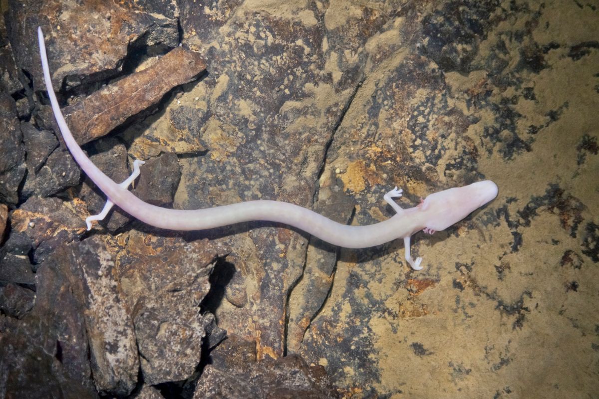 salamandre più rare al mondo