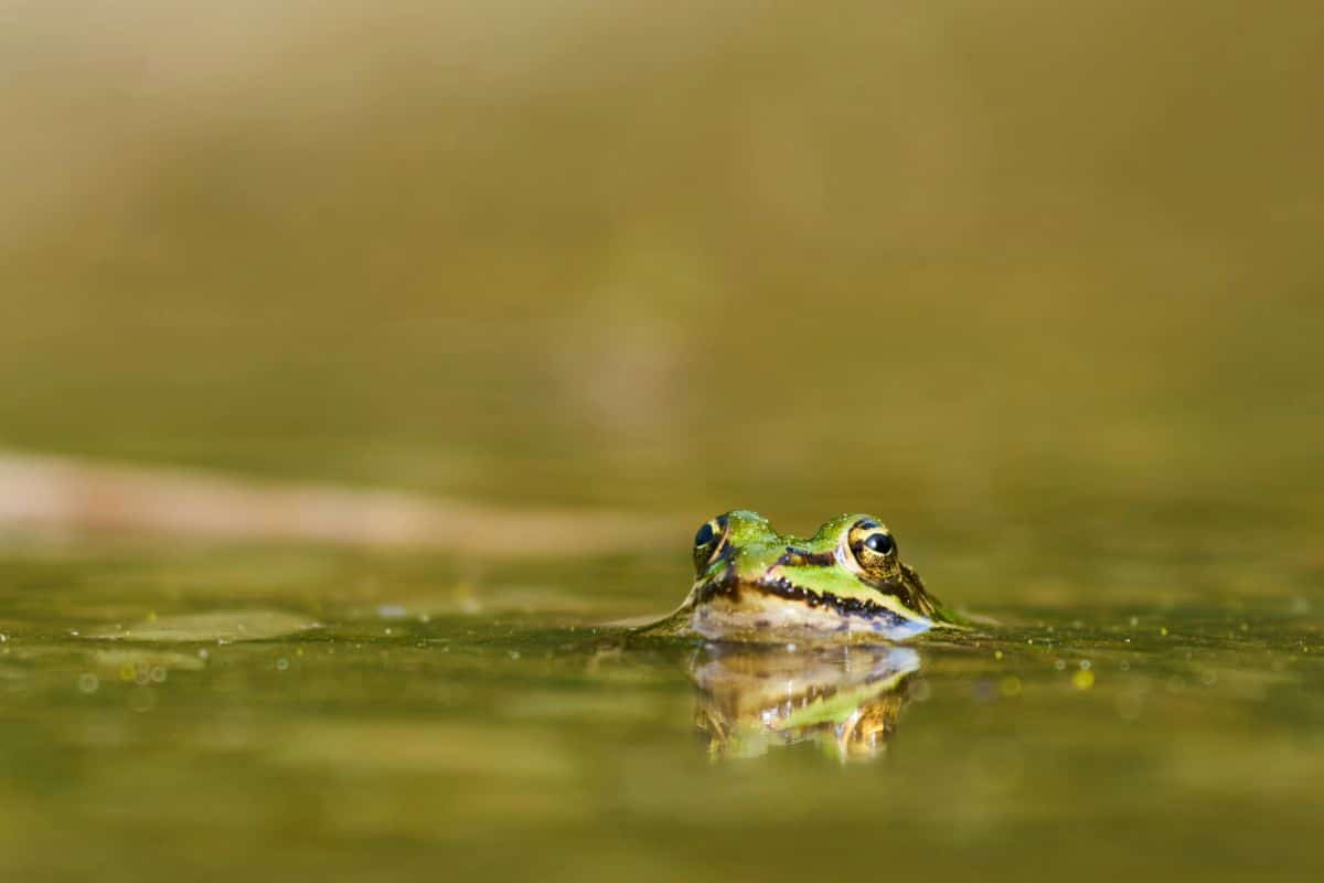 benefici ecologici delle rane