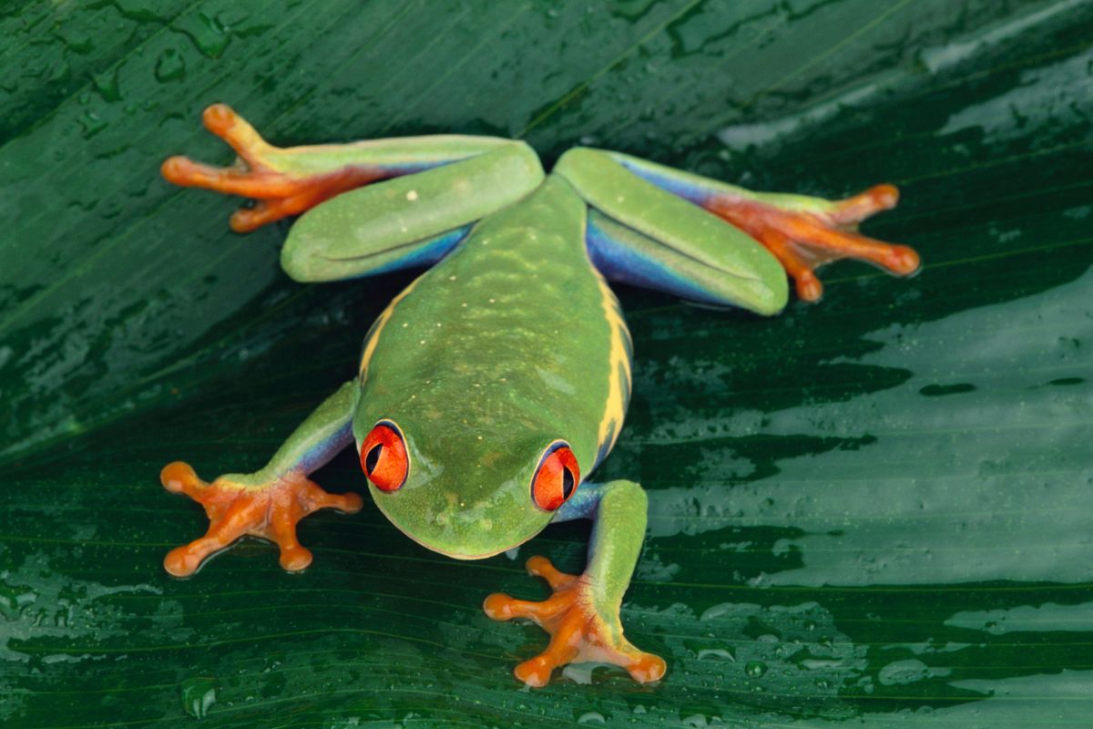 rane cartone animato