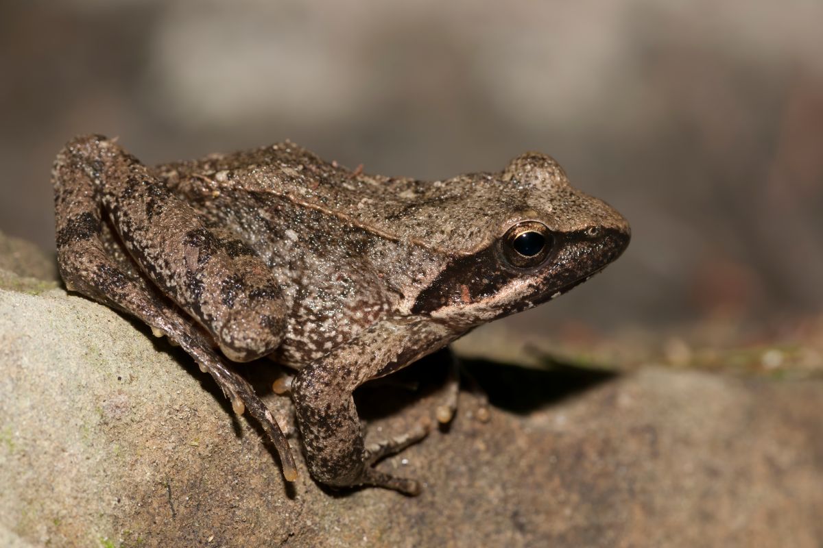 razze rane in italia