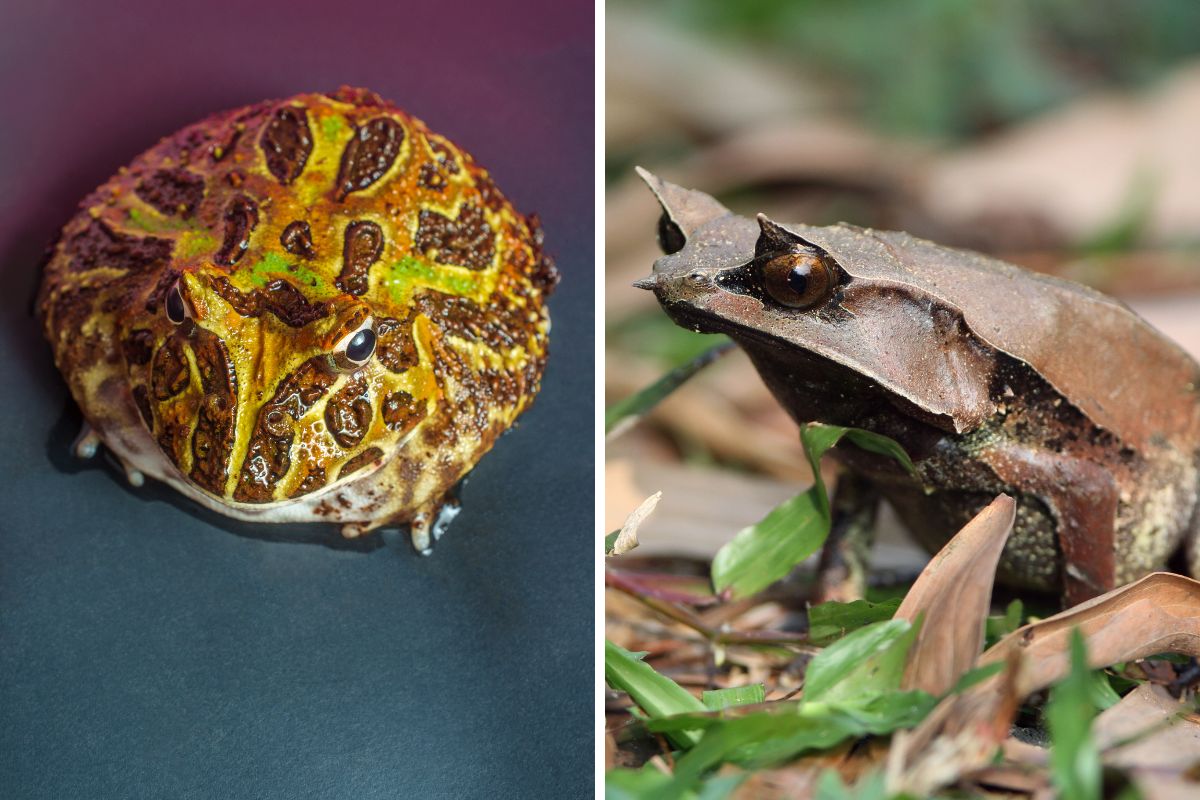 rane cartone animato