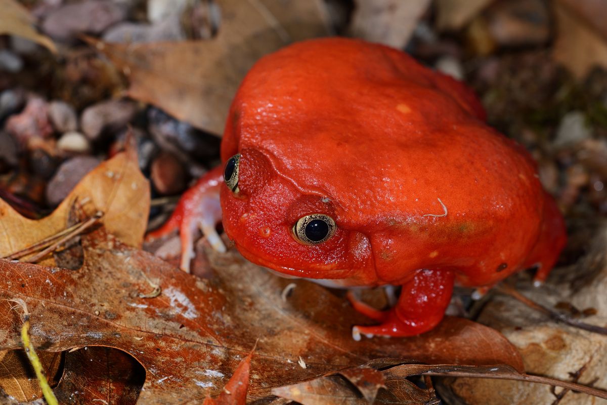 rane cartone animato