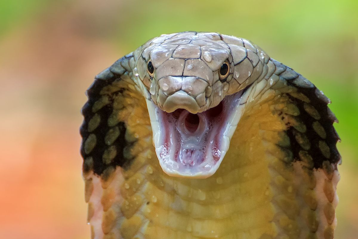 cobra reale