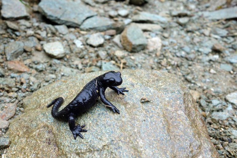 salamandra atra