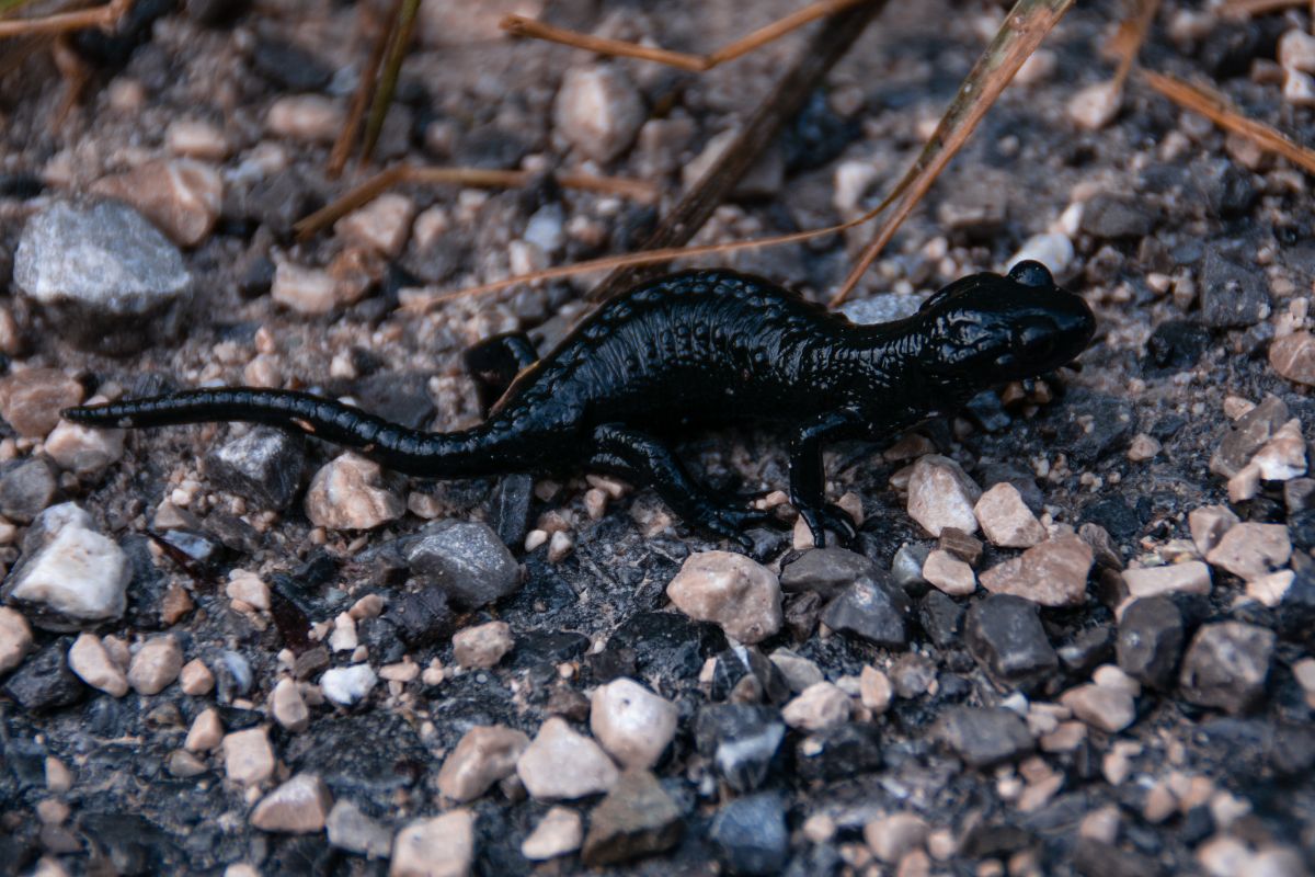 salamandra alpina