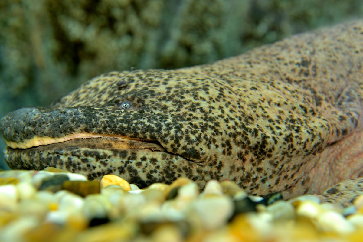 salamandre più rare al mondo