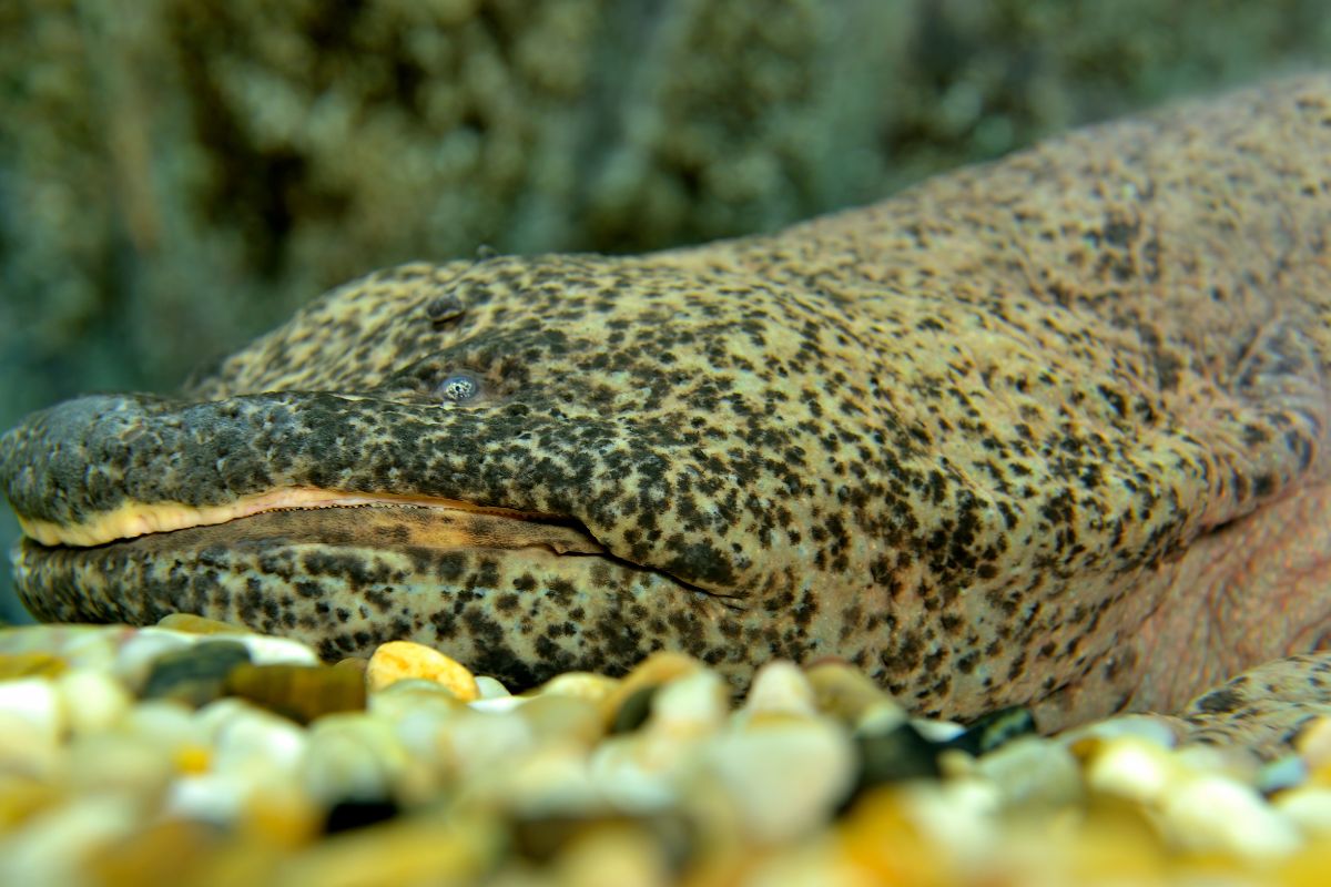 salamandra gigante