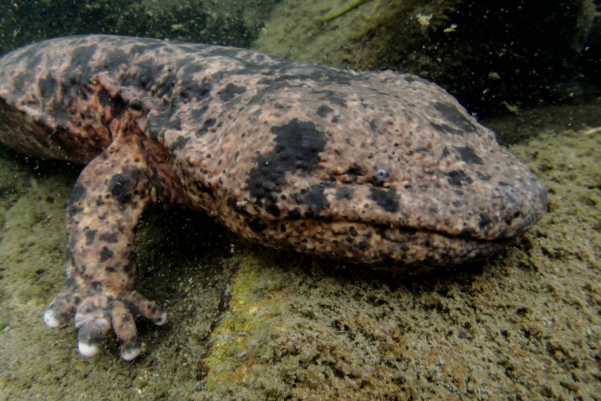 salamandre giganti