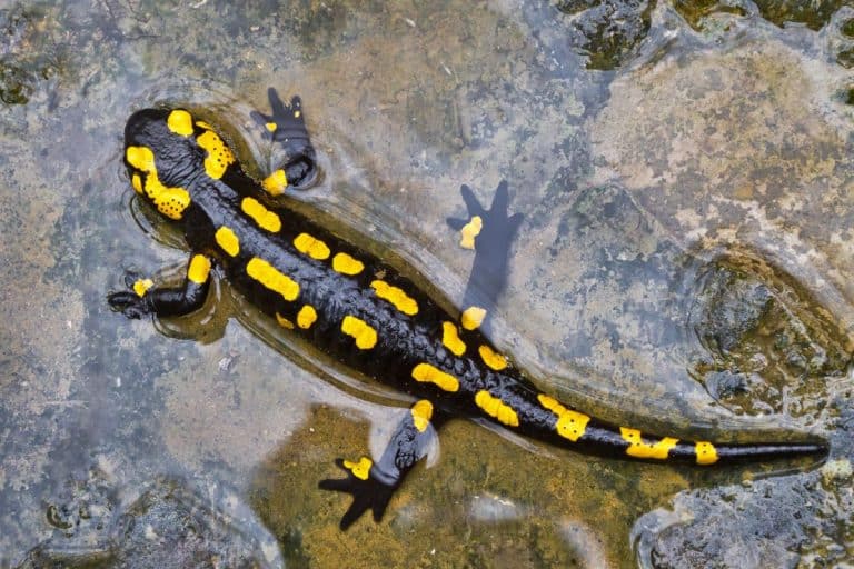 salamandra dei boschi italiani