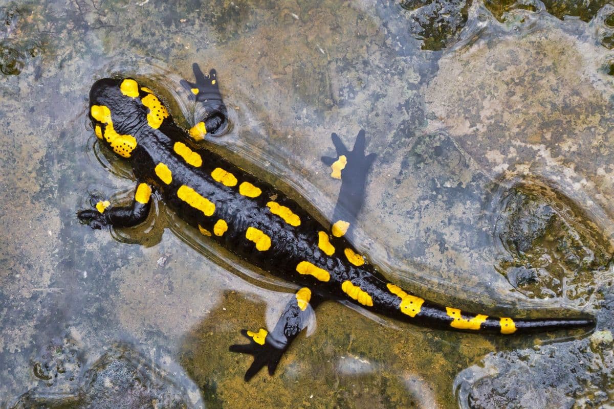 salamandra dei boschi italiani