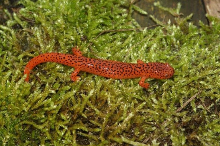 salamandra rossa pseudotriton ruber