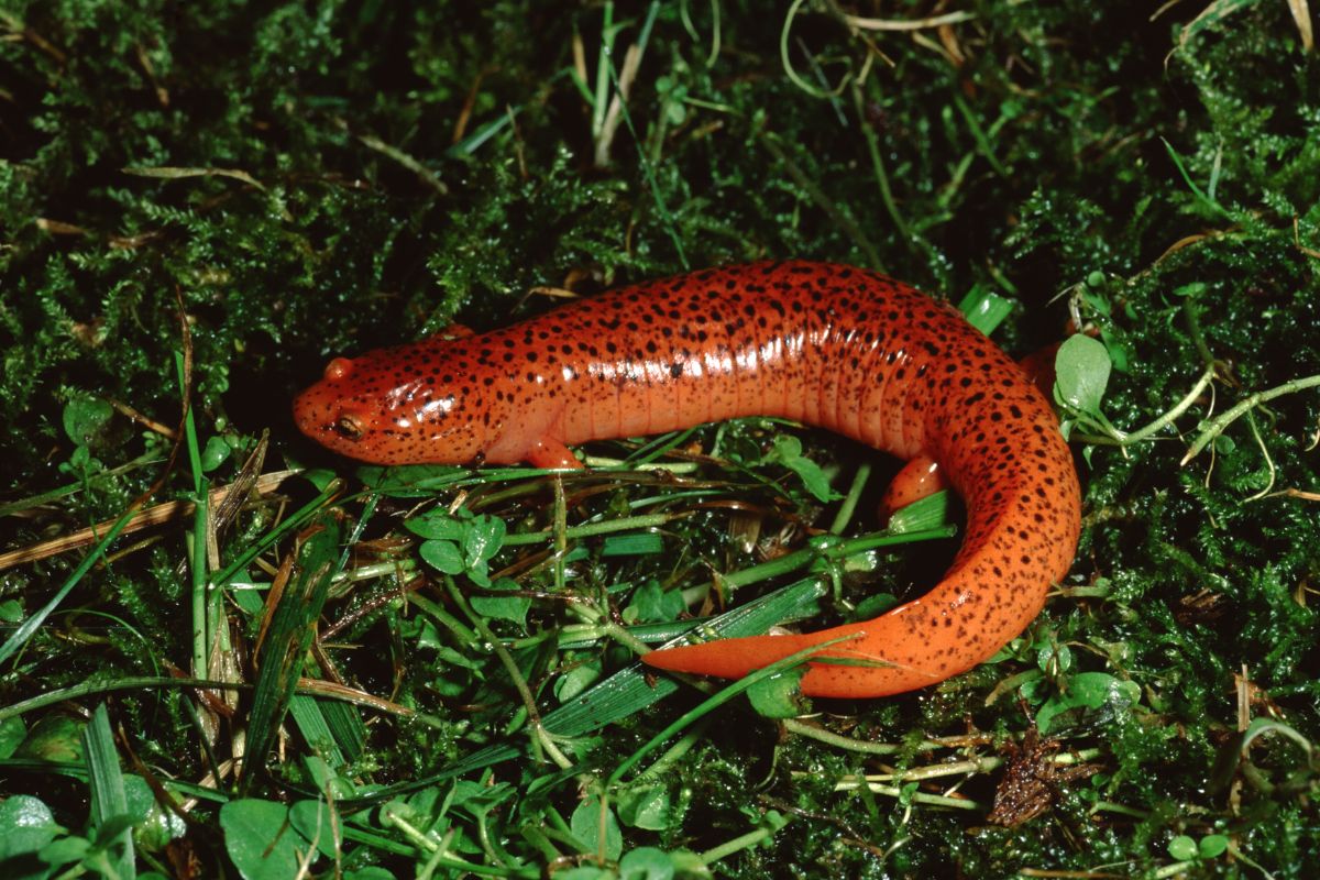 salamandra respira attraverso la pelle