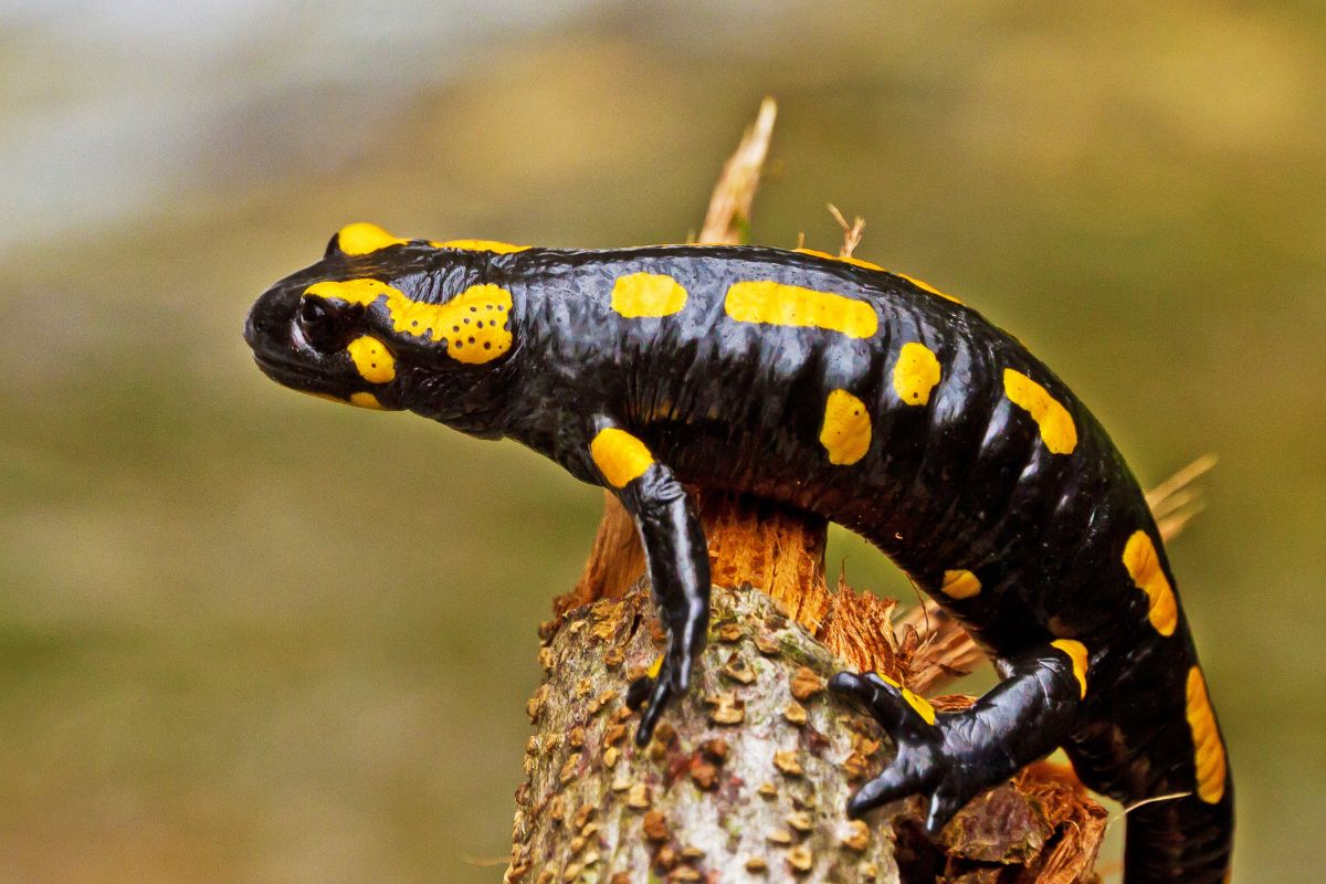 minacce per le salamandre
