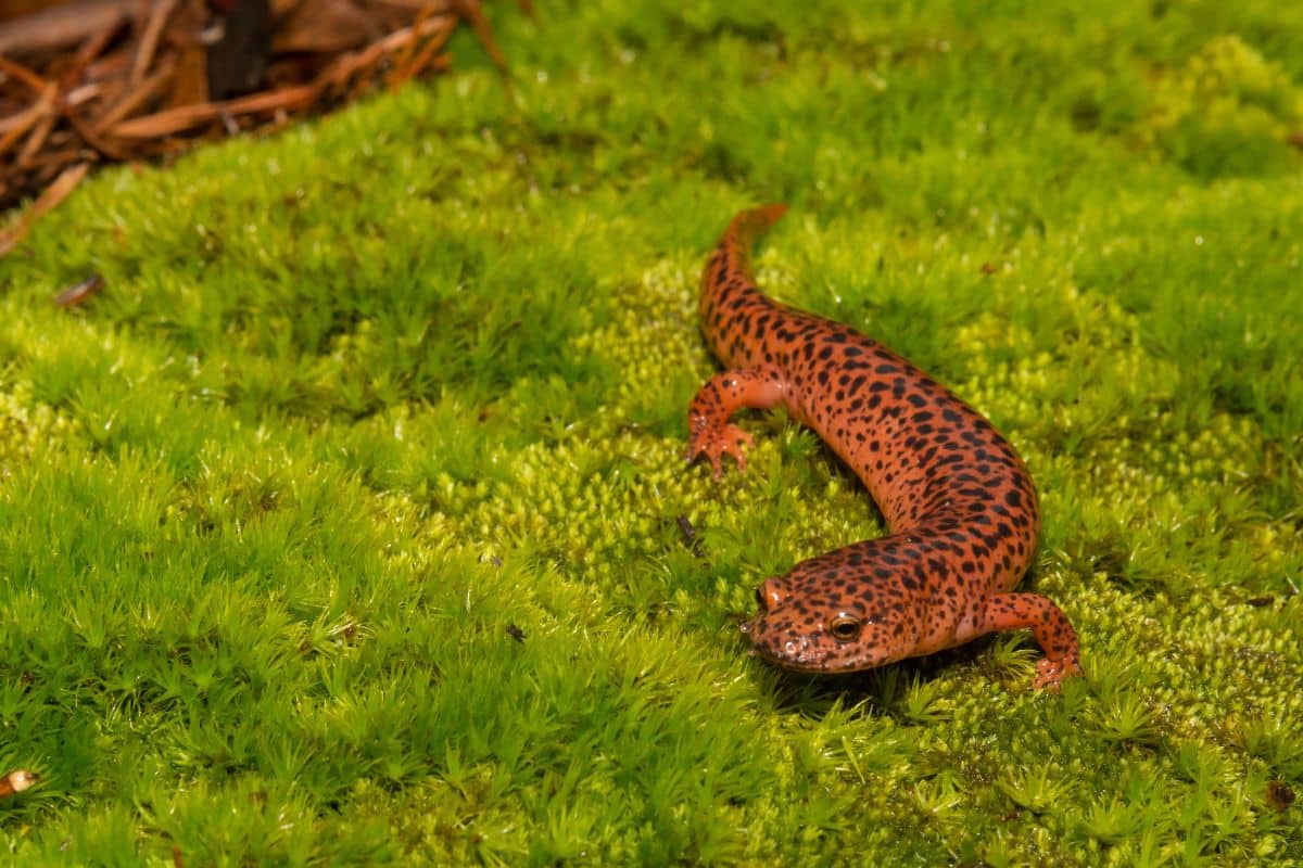 leggende sulle salamandre