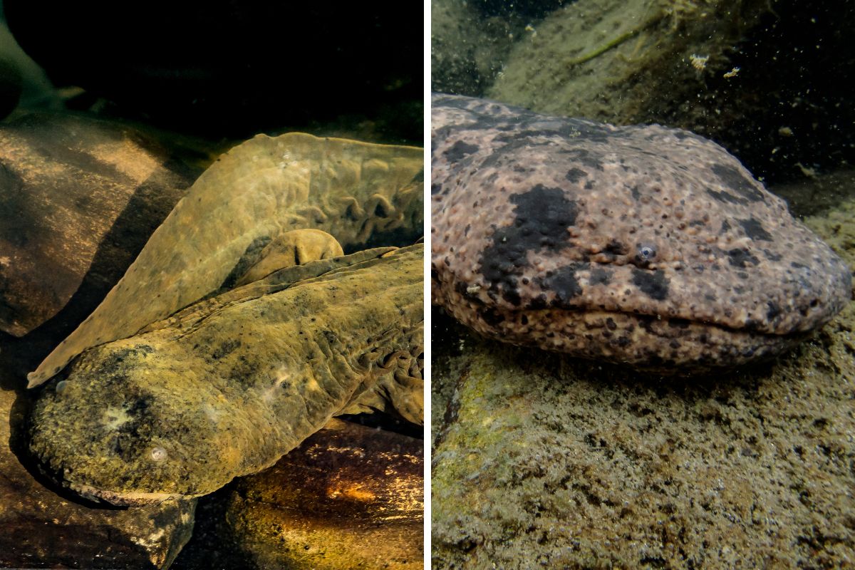 salamandra gigante