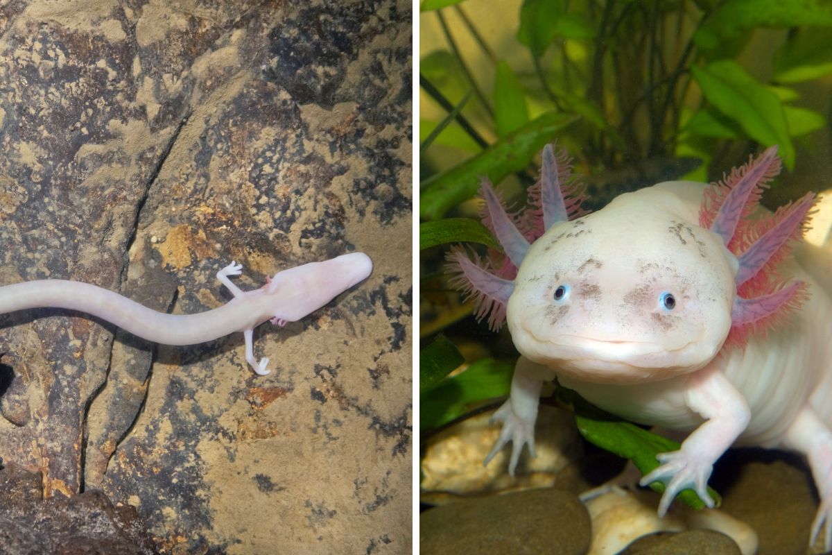 salamandre rare