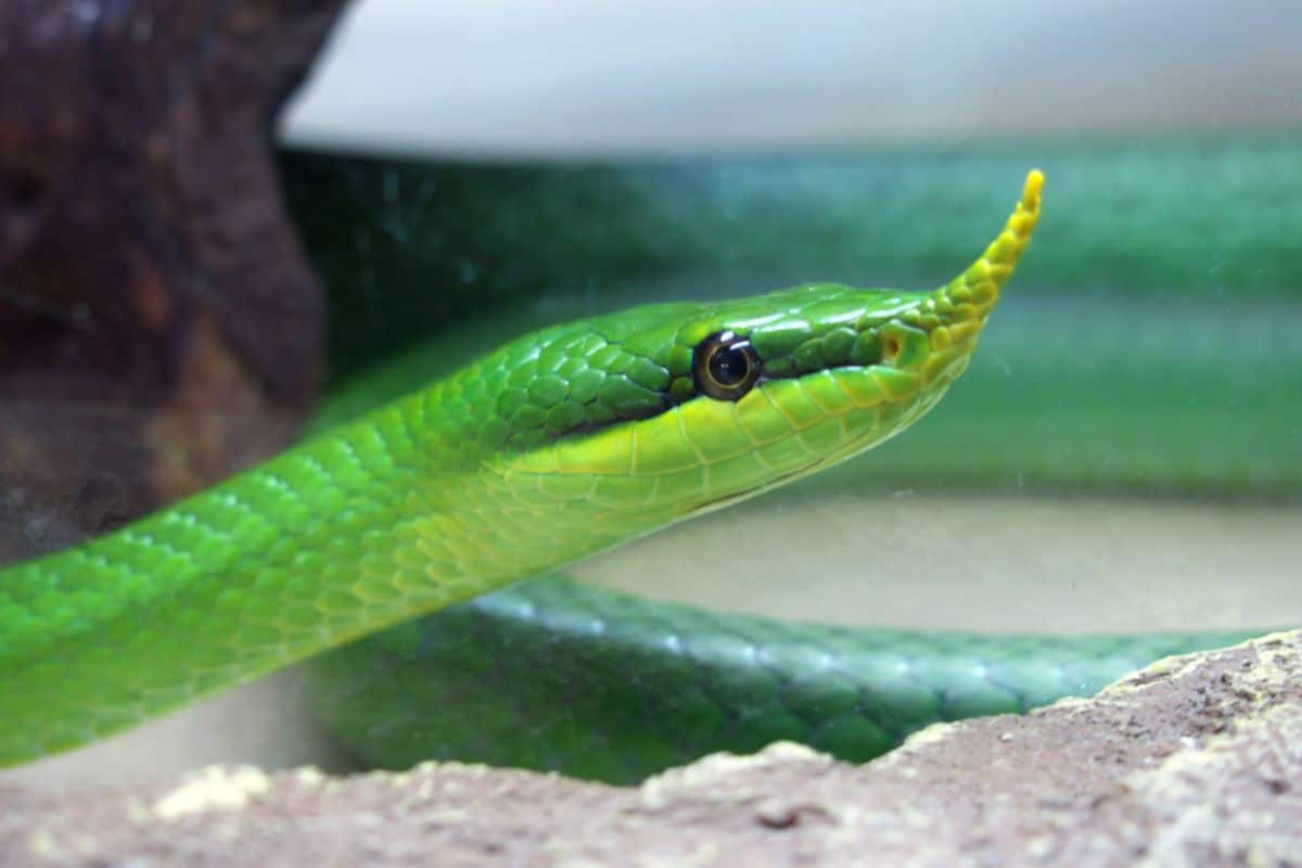 serpenti più strani del mondo