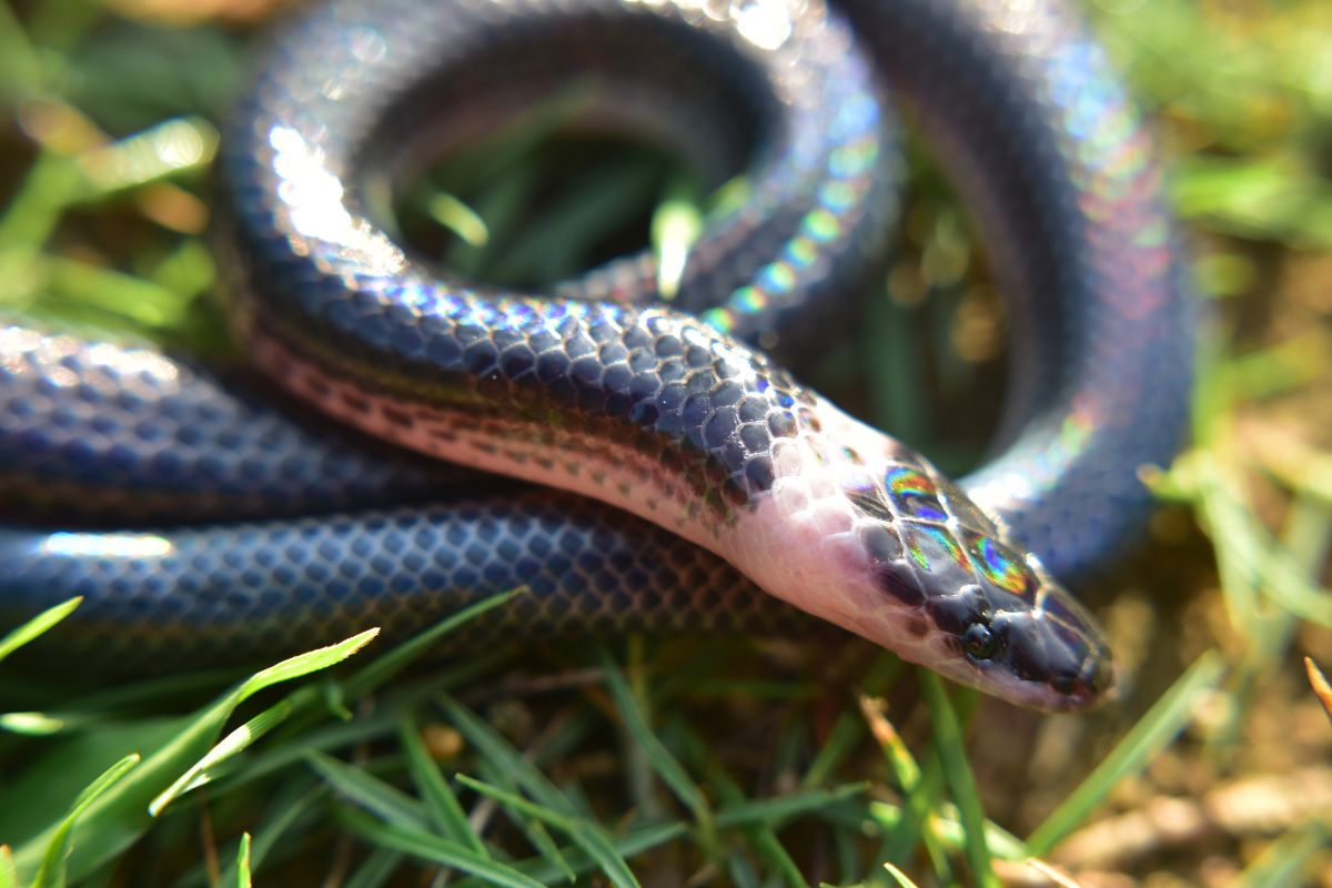 serpenti arcobaleno