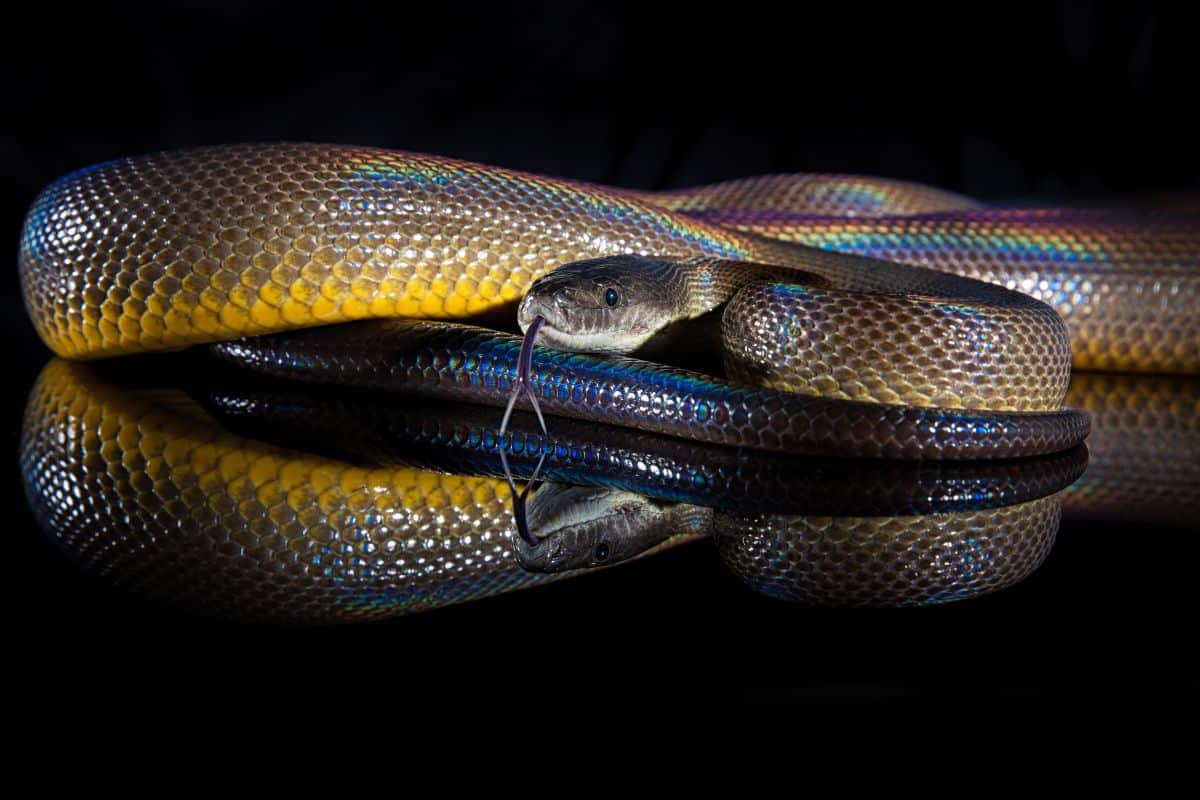 serpenti strani