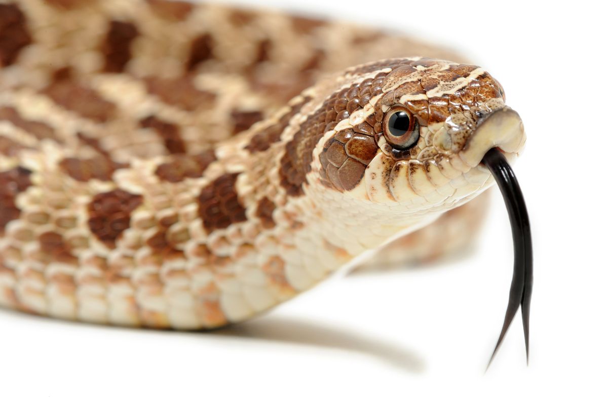 heterodon nasicus