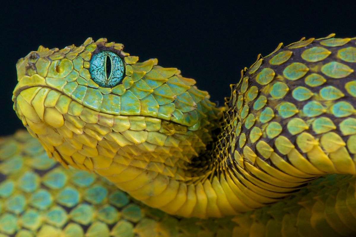 sognare serpenti