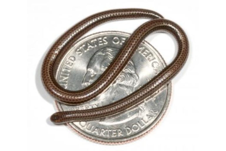 serpente tetracheilostoma carlae