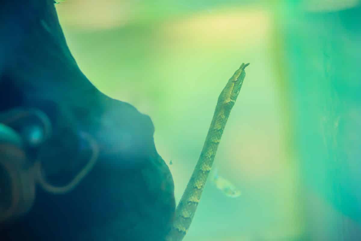 serpenti strani