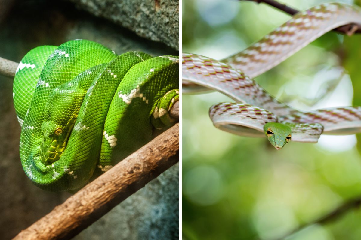 serpente arboricolo