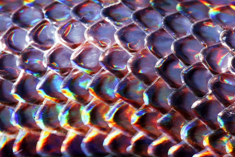 serpente arcobaleno