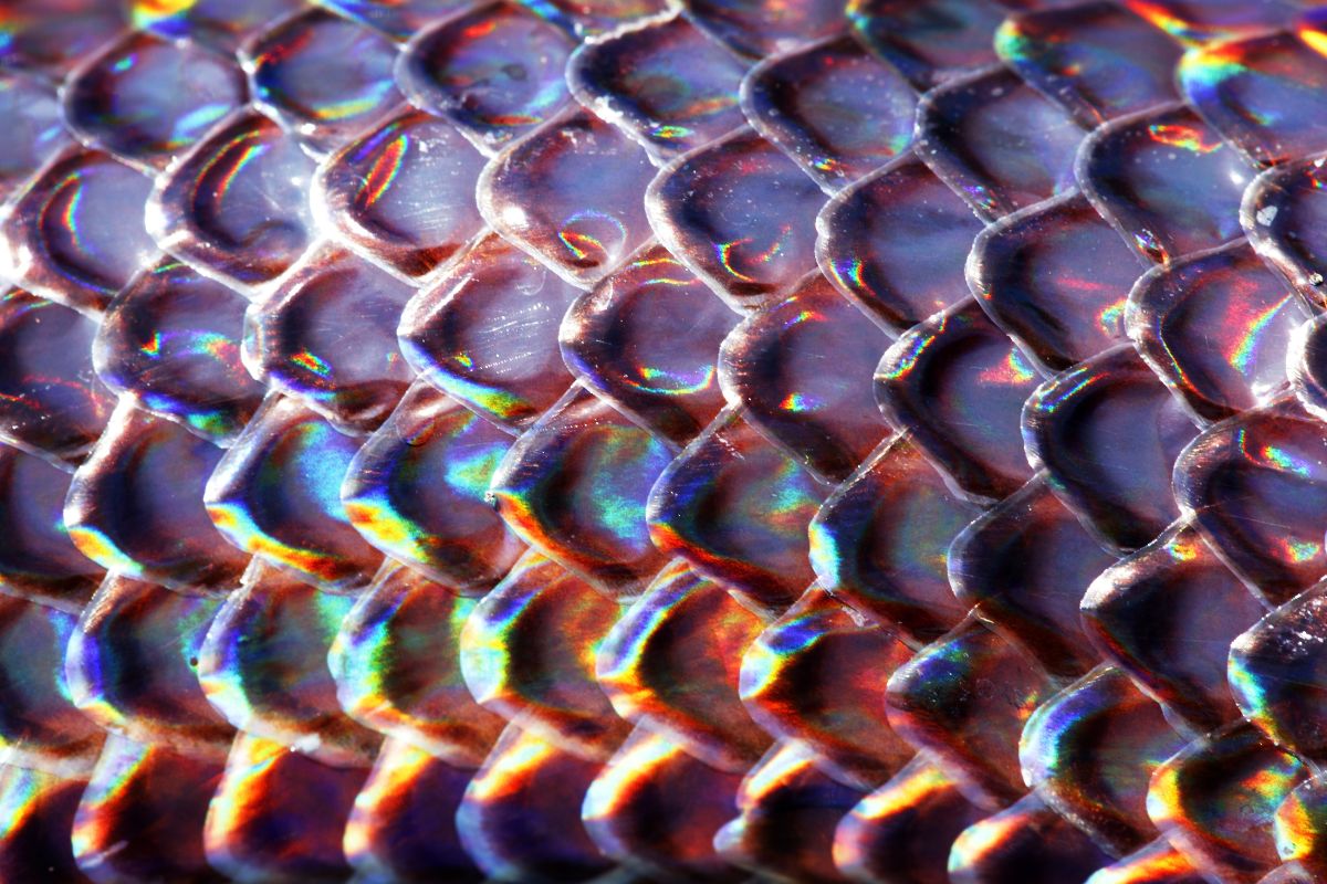 serpente arcobaleno