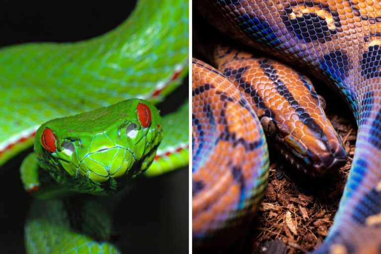 serpenti più colorati del mondo