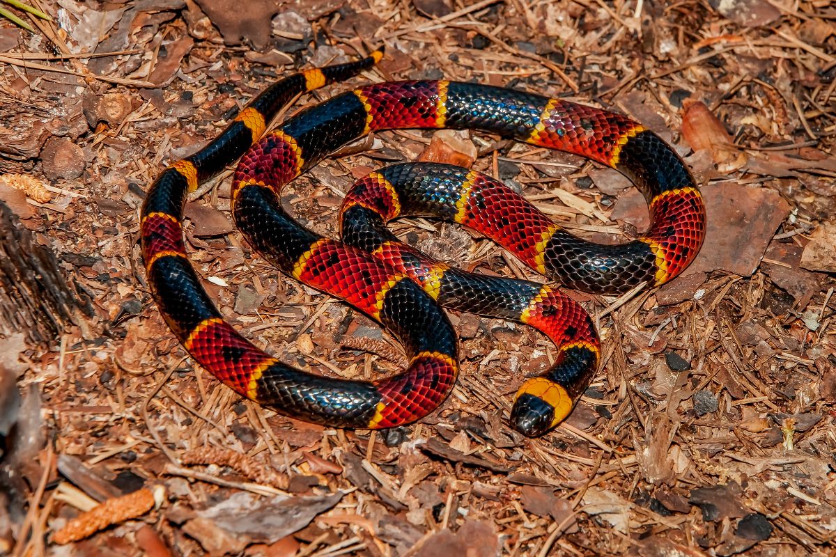 serpenti più colorati del mondo