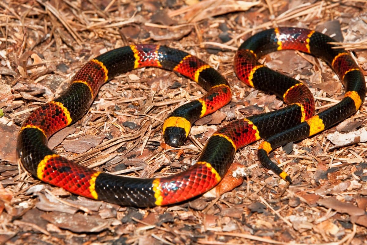 serpenti più strani del mondo