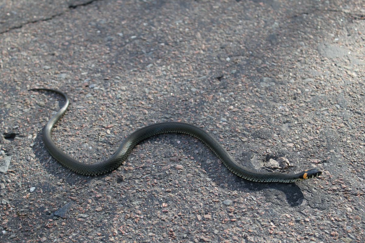 serpenti in città