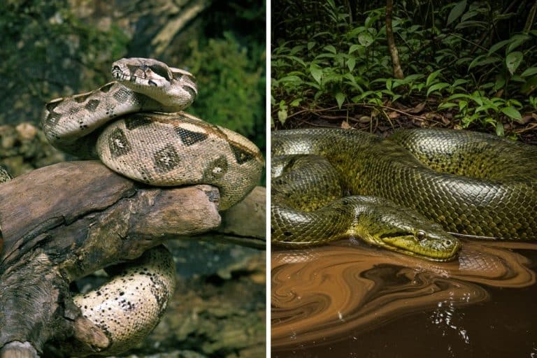 quali sono i serpenti giganti