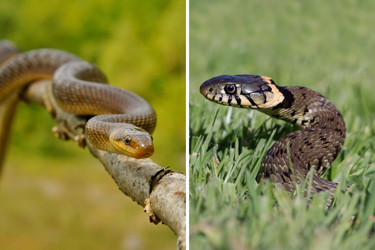 serpenti italiani