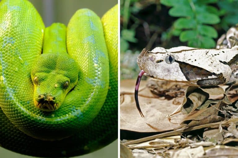 serpenti strani