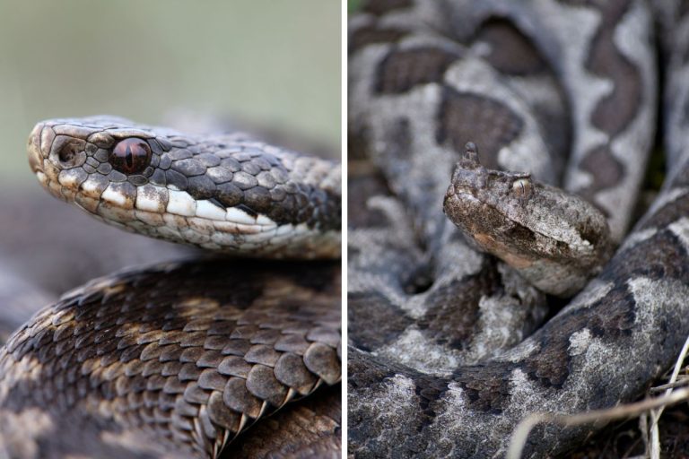 serpente velenoso
