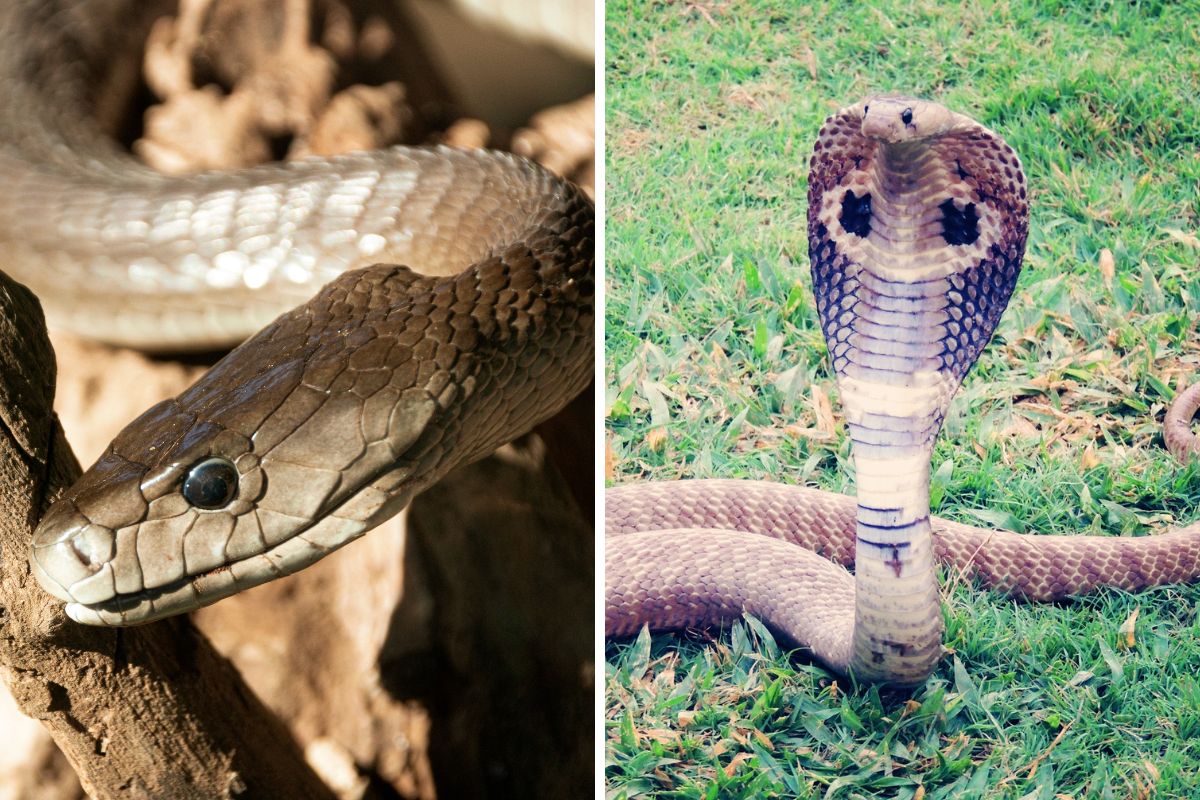 serpenti più velenosi
