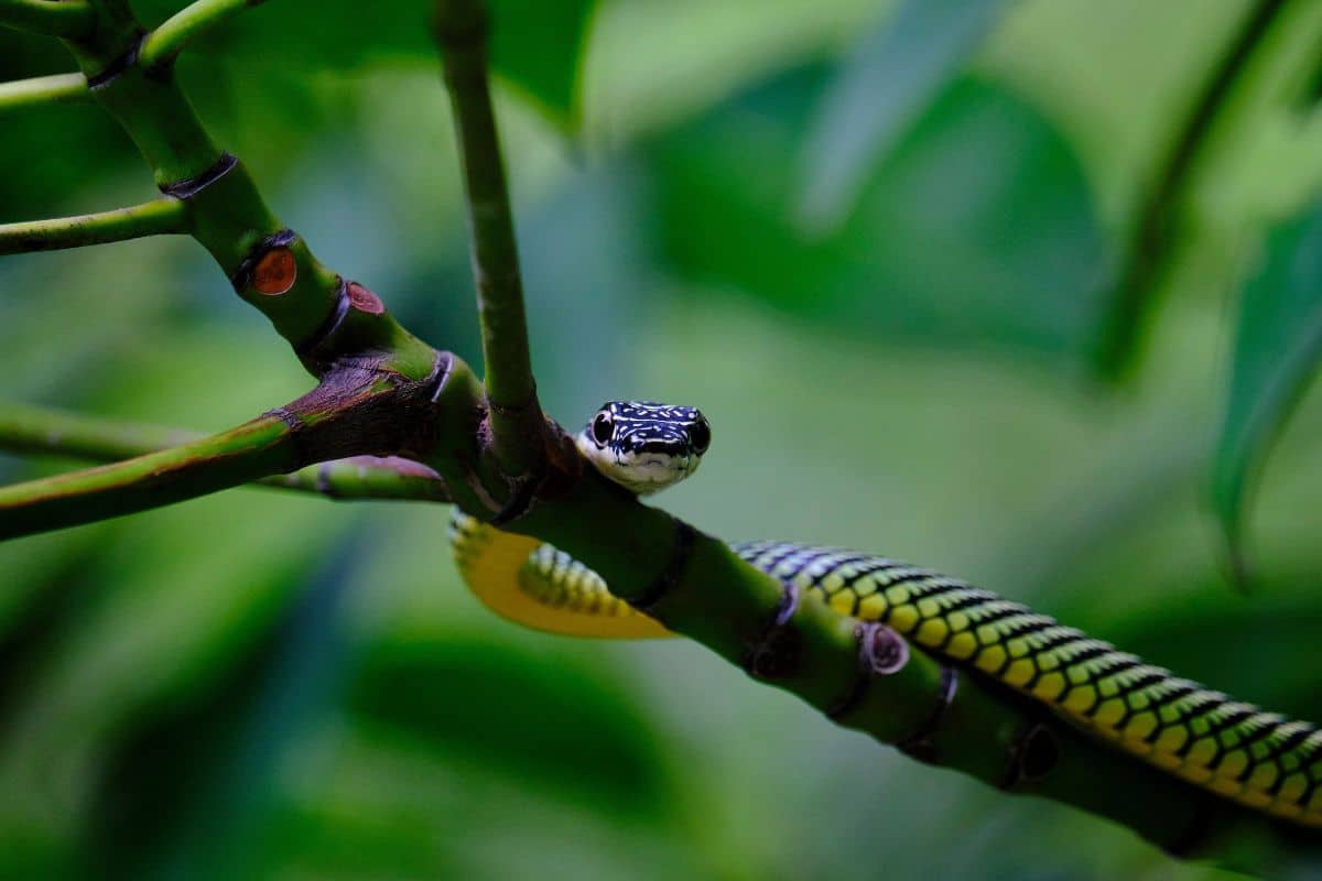 serpenti strani