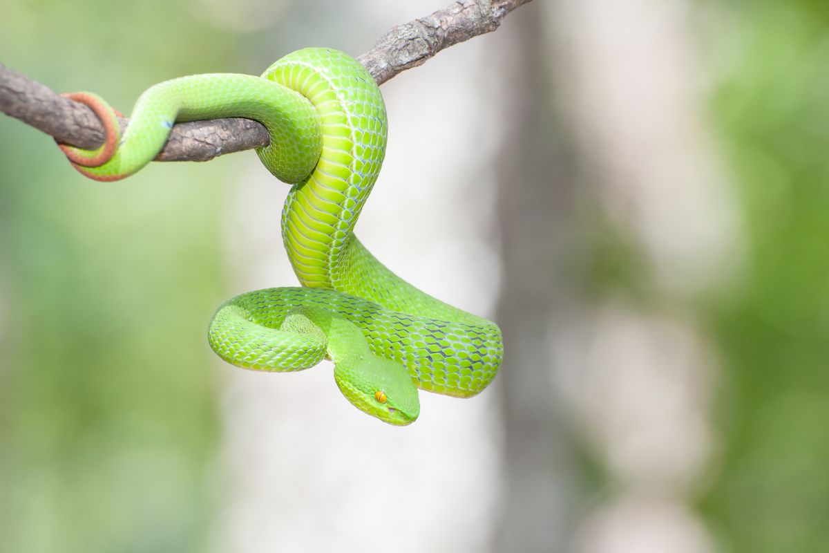 serpente nei sogni