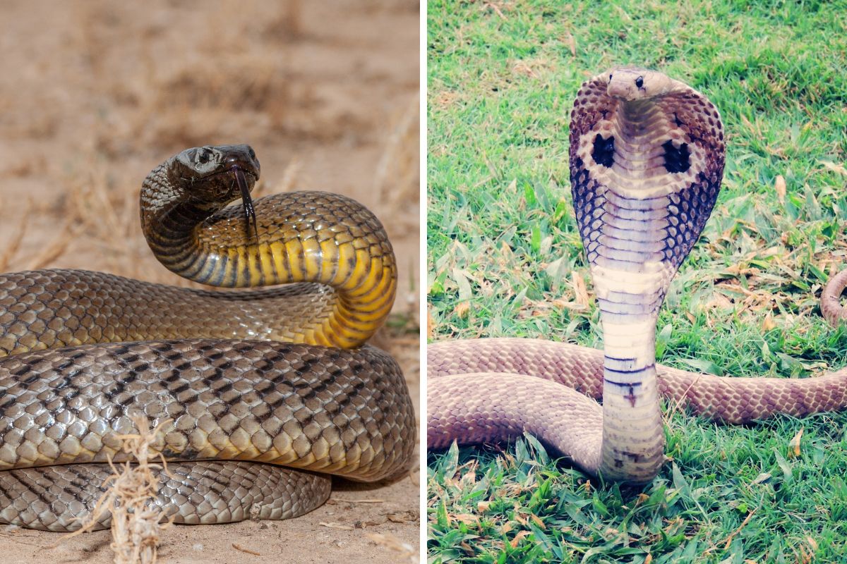 serpenti velenosi