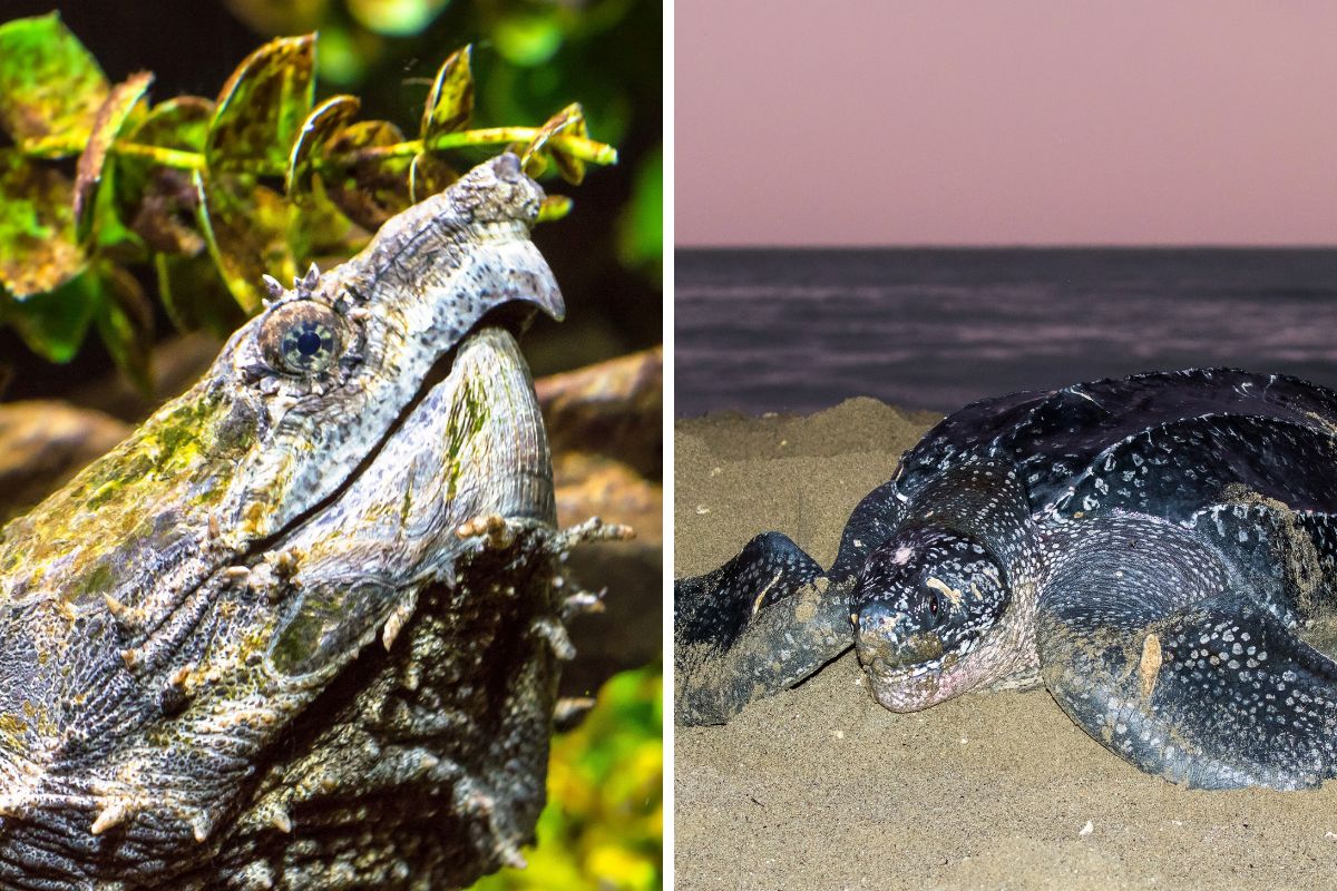 tartarughe più veloci del mondo