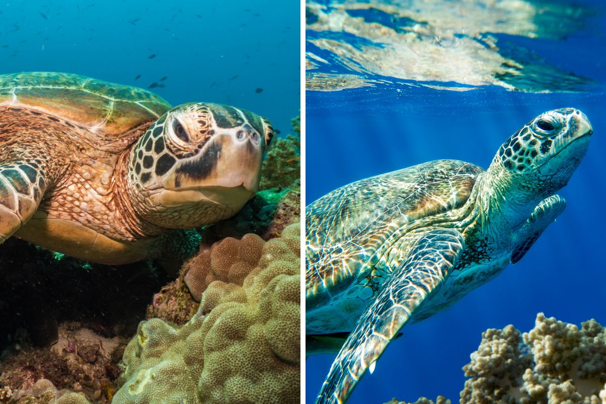tartarughe marine del mediterraneo
