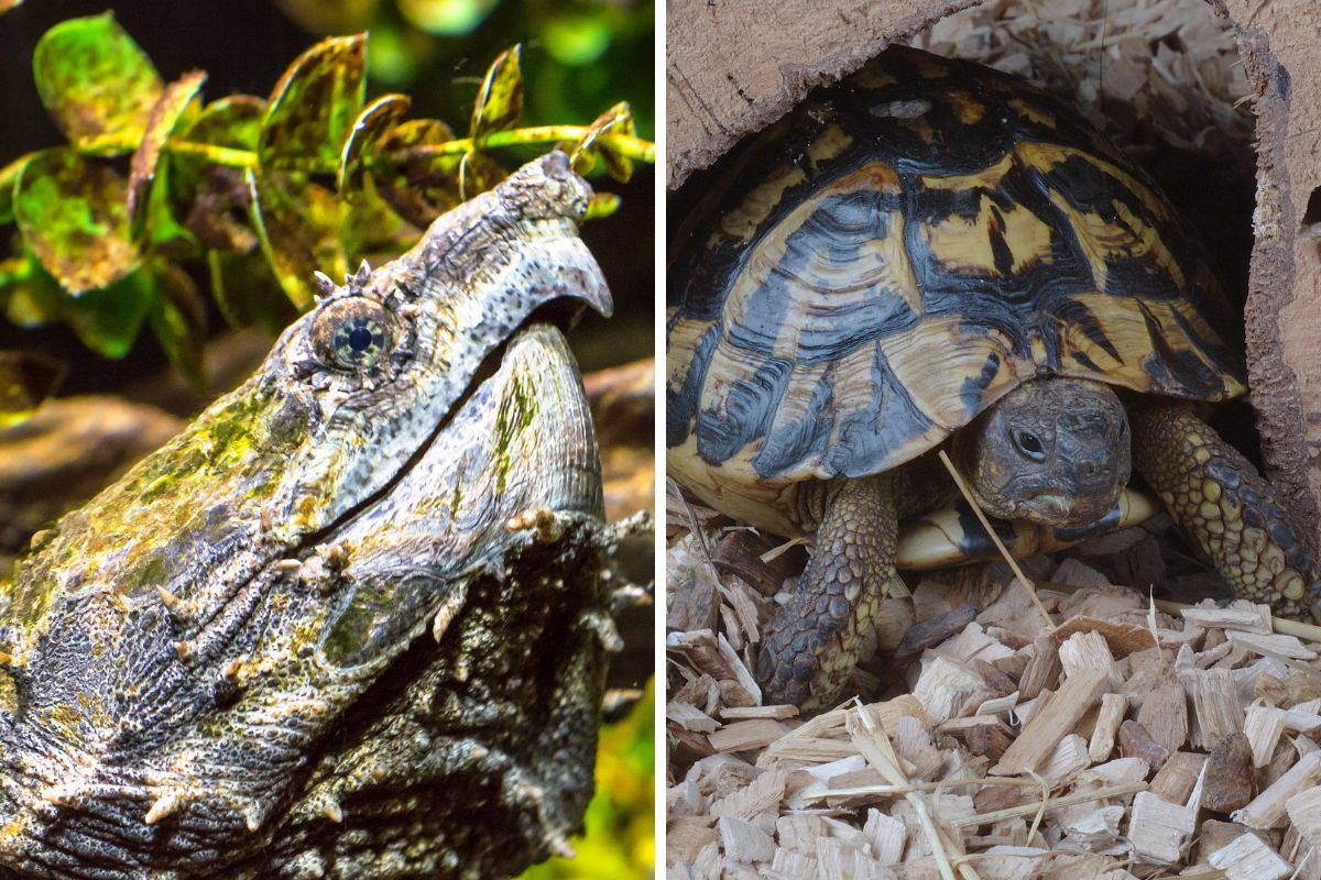 le tartarughe più veloci